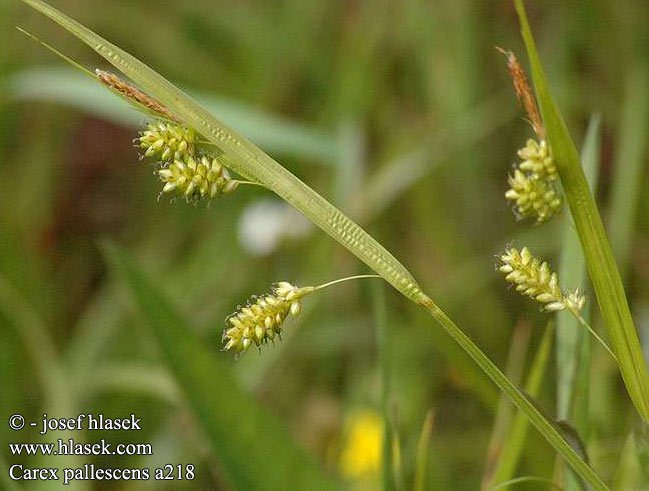 Carex pallescens Pale Sedge Bleich-Segge Turzyca blada Ostřice bledavá