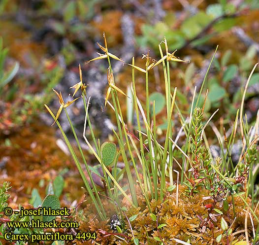 Carex pauciflora Rahkasara Laiche pauciflore Carice pochi fiori
