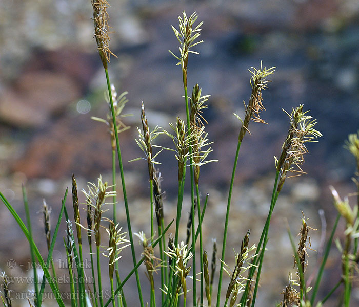 Carex pulicaris Turzyca patagońska Bolšji šaš Loppstarr