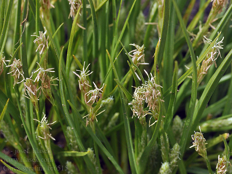 Carex secalina Turzyca żytowata Laiche seglain Осока ржаная