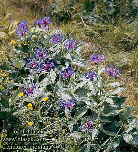 Centaurea montana Mountain cornflower vuorikaunokki Centaurée montagnes