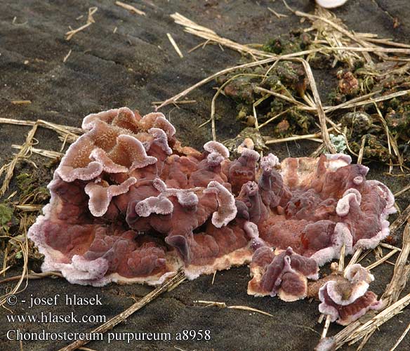 Chondrostereum purpureum Silverleaf Fungus Purpur-ladersvamp