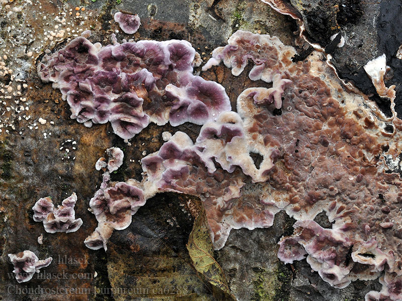 Silverleaf Fungus Chondrostereum purpureum