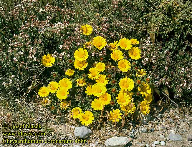 Chrysanthemum coronarium Crown Daisy Garland chrysanthemum Kron-okseoje