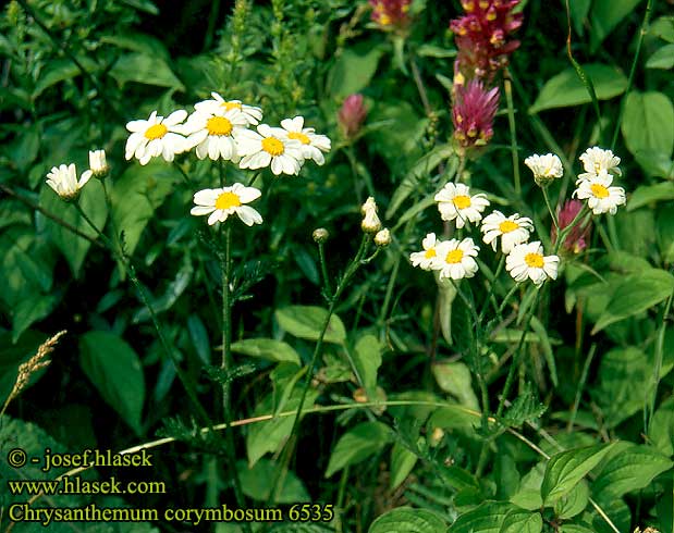 Chrysanthemum corymbosum Corymbflower tansy Huiskilopivnkakkara