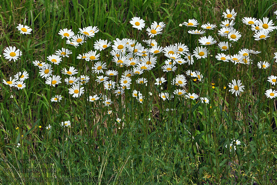 Kopretina bílá Crisantemo Prästkrage Prestekrage Chrysanthemum leucanthemum