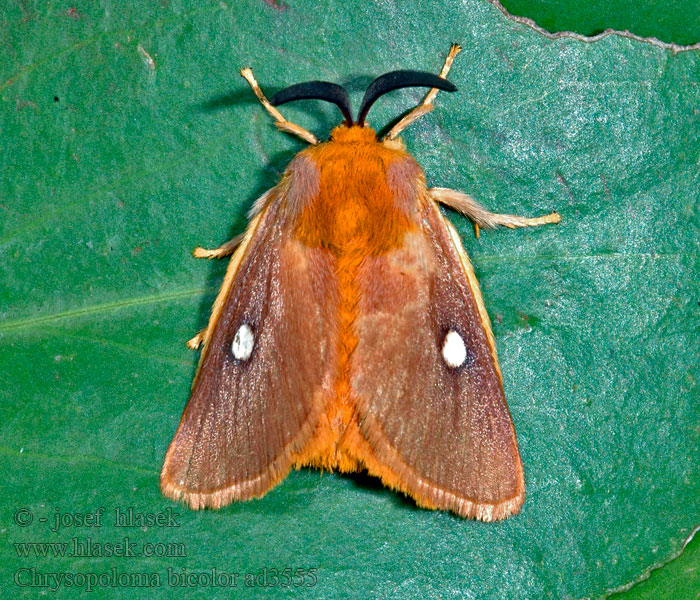 Chrysopoloma bicolor