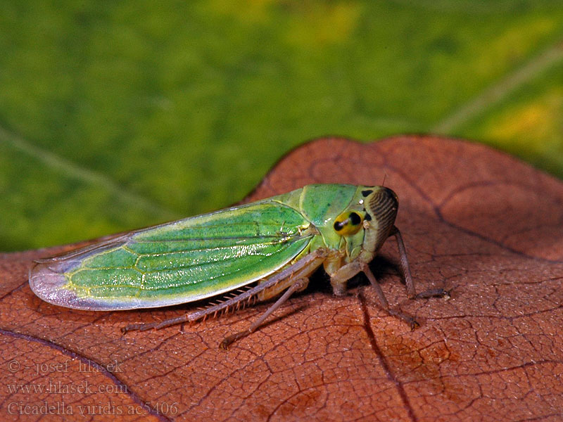 Cicadella viridis Sítinovka zelená Binsenschmuckzikade