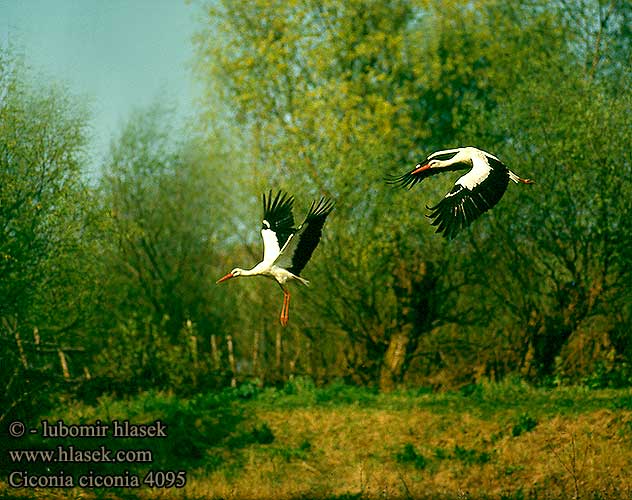 Cigüeña Común Čáp bílý Hvid Stork Ooievaar Kattohaikara