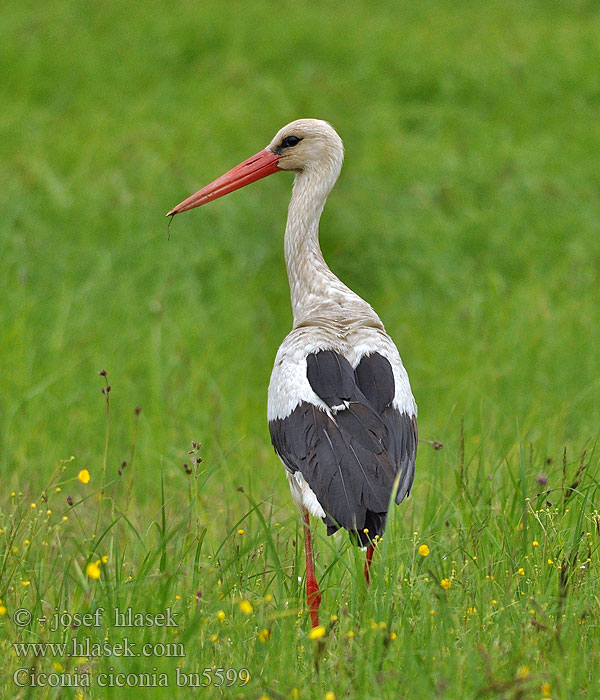 Cicogna bianca Stork Vit stork Bocian biały Valge-toonekurg