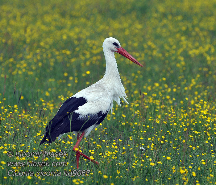 Ciconia ciconia White Stork Weißstorch Cigogne blanche