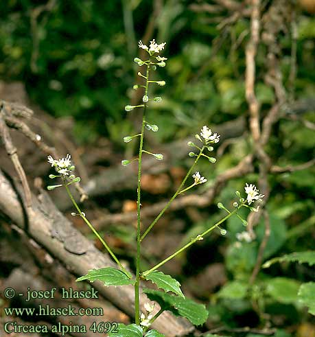 Circaea alpina Small Enchanter's Nightshade Spidsbladet Steffensurt