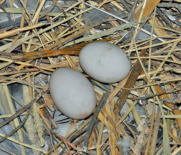 Eggs Columba livia Rock Dove
