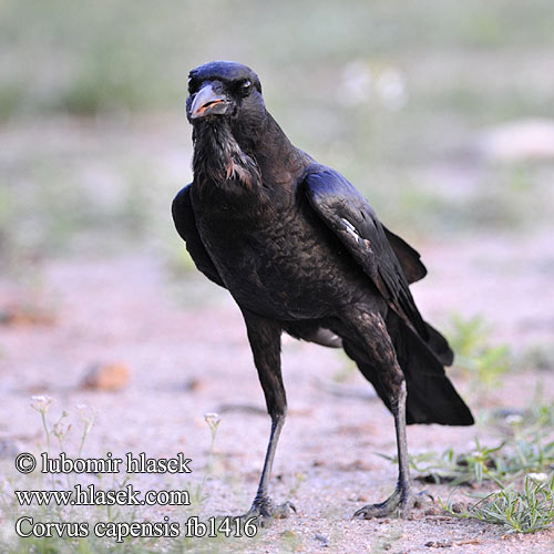 Wrona przyladkowa Gralha Cabo Капская ворона