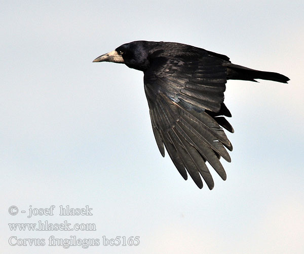 Corvus frugilegus bc5165