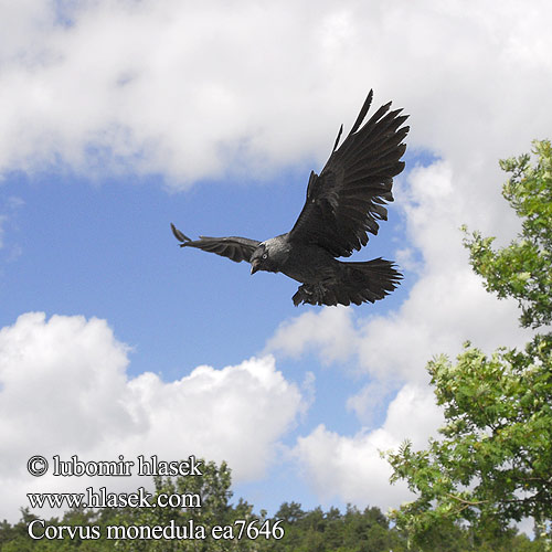 Corvus monedula Kavka obecná obyčajná