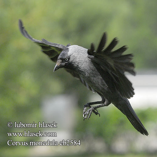 Corvus monedula 寒鸦 Галка ニシコクマルガ