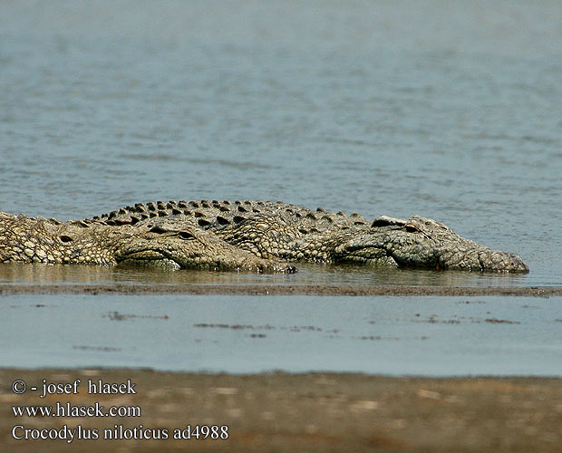 Krokodýl nilský Cocodrilo del Nilo Нильский крокодил ナイルワニ