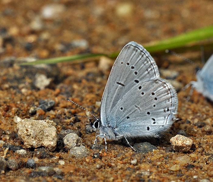 Cupido decoloratus Eastern Short-tailed Blue azuré Staudinger