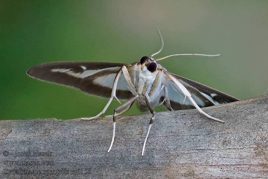 Buchsbaumzünsler Box Tree Moth Pyrale buis Buxusmot Cydalima perspectalis