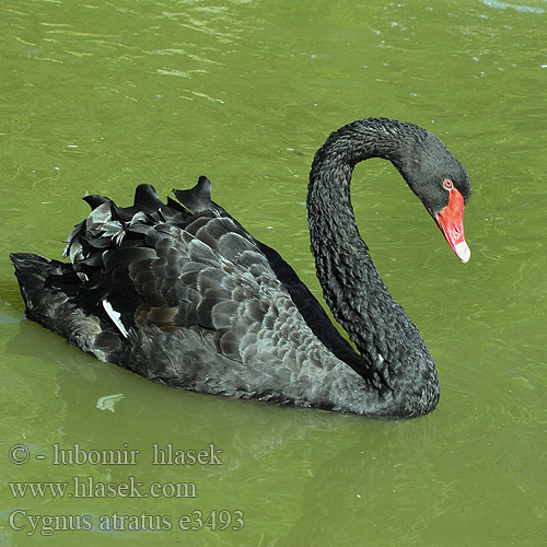Schwarzer Schwan Schwarzschwan Trauerschwan Black Swan