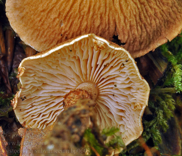 Cystoderma subvinaceum bp0603