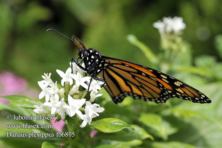 Danaus plexippus Monarch Butterfly Monarkki Monarcha amerykański Monarchvlinder Monarque Monarcha stěhovavý Monark Danaus stěhovavý Бабочка данаида монарх
