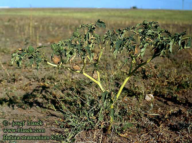 Datura stramonium Jimsonweed thornapple Jamestown-weed Devil's apple