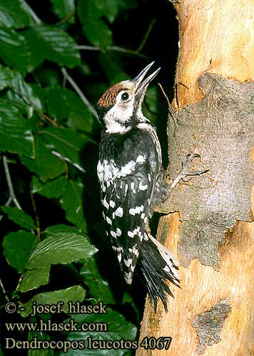 Dendrocopos leucotos White-backed Woodpecker