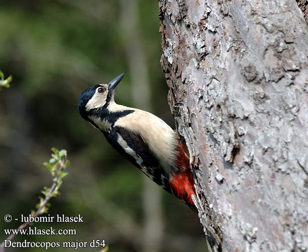 Great Spotted Woodpecker Buntspecht Pic épeiche