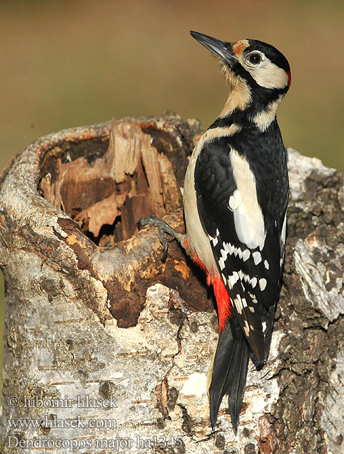 Great Spotted Woodpecker Dendrocopos major Pic épeiche
