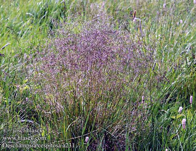 Deschampsia cespitosa Tufted Hair-grass Mose-Bunke Nurmilauha