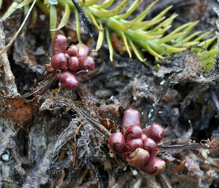 Drosera rotundifolia Pyöreälehtikihokki