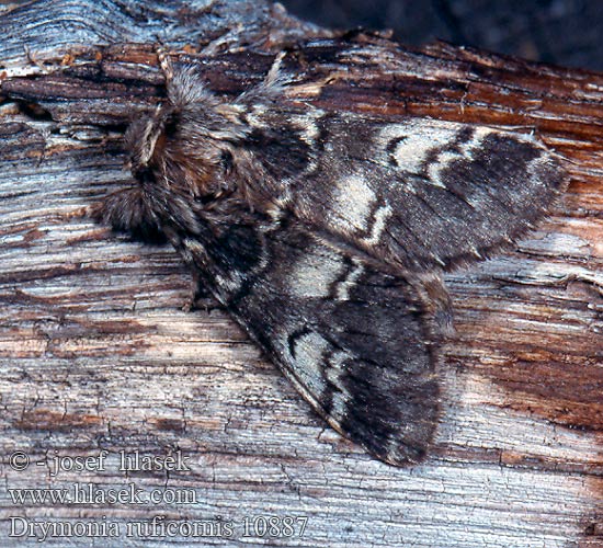 Drymonia ruficornis Hřbetozubec dubový
