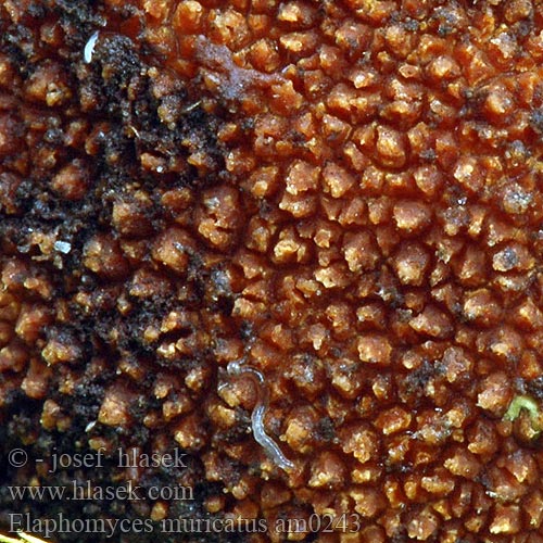 Elaphomyces muricatus am0243