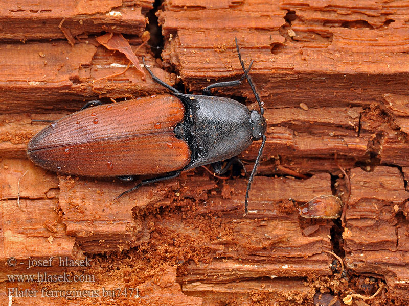 Elater ferrugineus Rusty Click Beetle