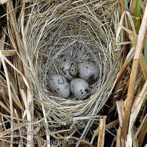 eggs nest Emberiza schoeniclus Reed Bunting Rohrammer Bruant roseaux
