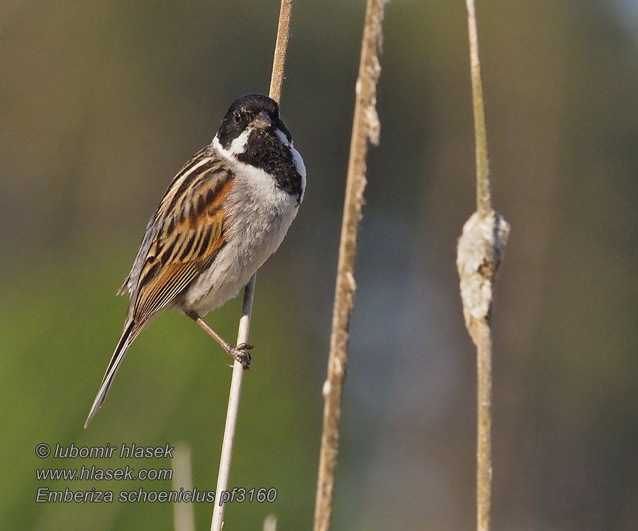 Reed Bunting Rohrammer Bruant roseaux Escribano Palustre Emberiza schoeniclus