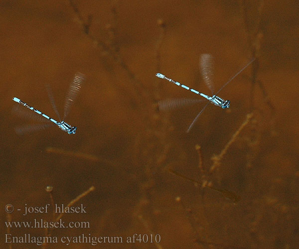 Kéksávos légivadász Enallagma cyathigerum Common blue damselfly Almindelig Vandnymfe