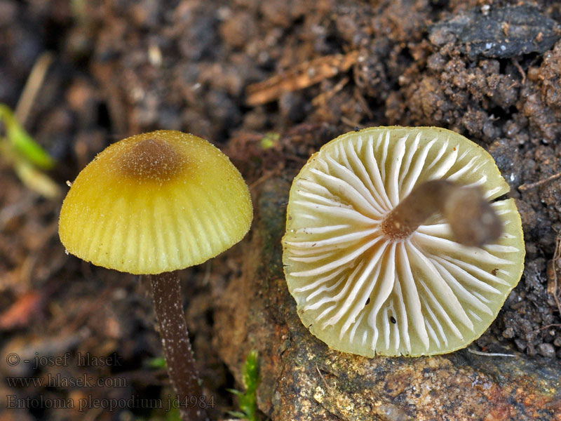 Entoloma pleopodium