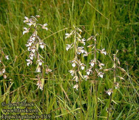 Epipactis palustris Marsh Helleborine Sump-Hullæbe Moeraswespenorchis
