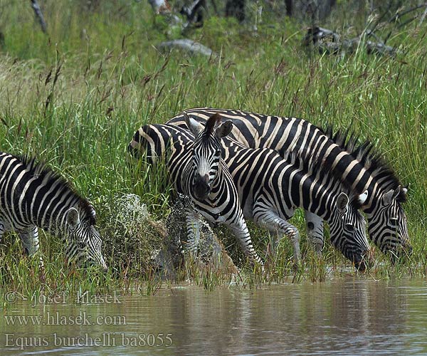 Bontkwagga Stepska zebra זברה מצויה