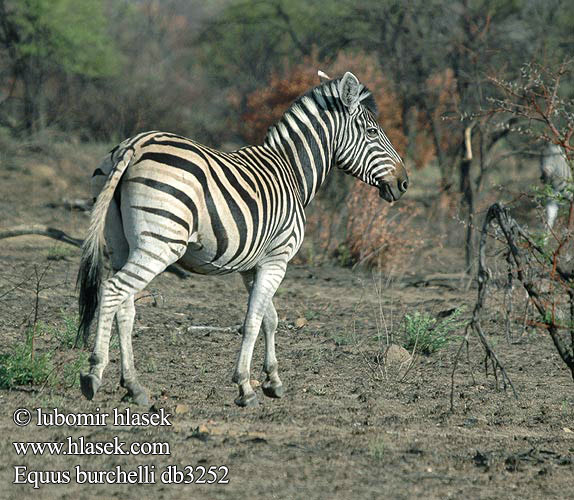 Steppenzebra Pferdezebra Zebra stepowa stepná Zebra stepní