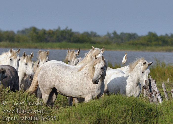 Equus caballus bg3351