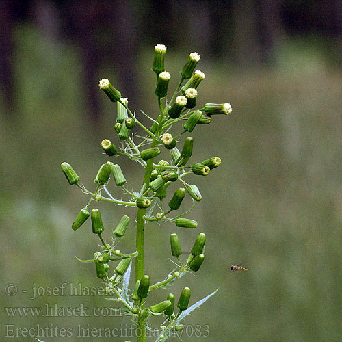 Starčekovec jastrabníkolistý Erechtites hieraciifolia