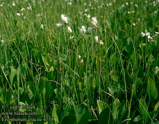 Eriophorum gracile Slender Cotton-grass Fin Karuld Hoikkavilla