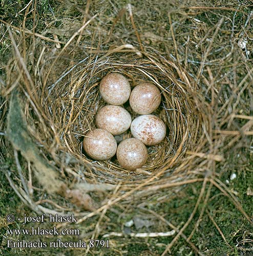 birds eggs nest Erithacus rubecula Robin Rotkehlchen
