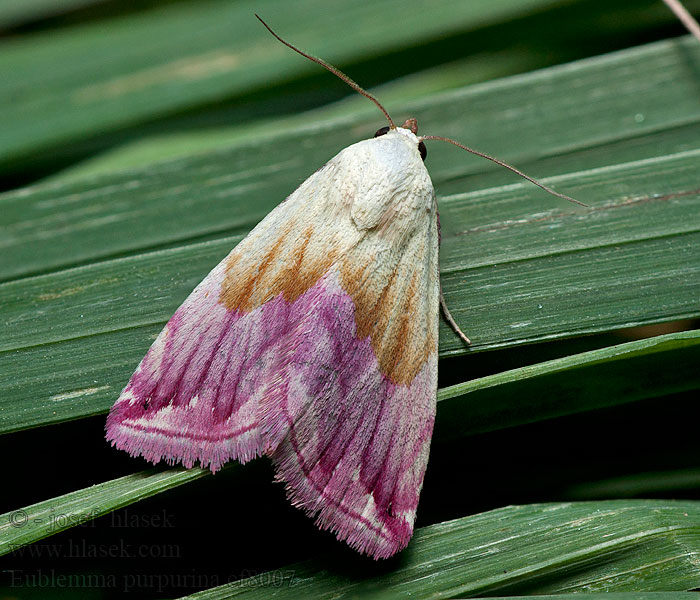 Světlopáska pcháčová Eublemma purpurina