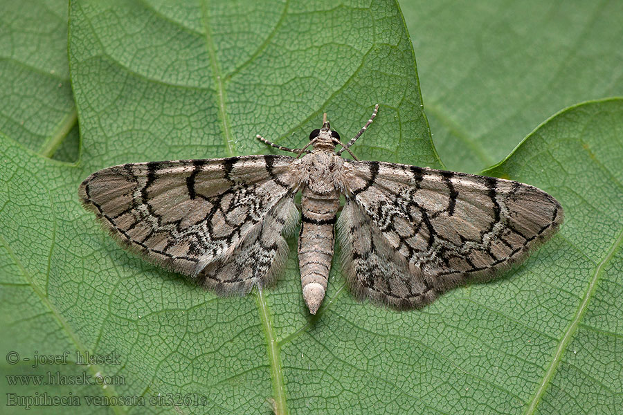 Píďalička knotovková Eupithécie veinée Eupithecia venosata