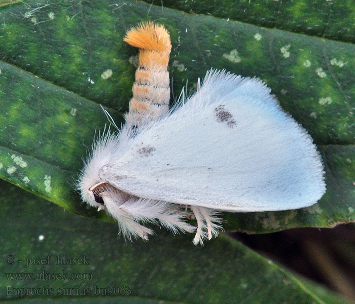 Yellow-tail Moth Euproctis similis